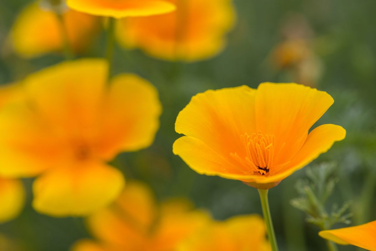 California Poppy Aerial Part Extract