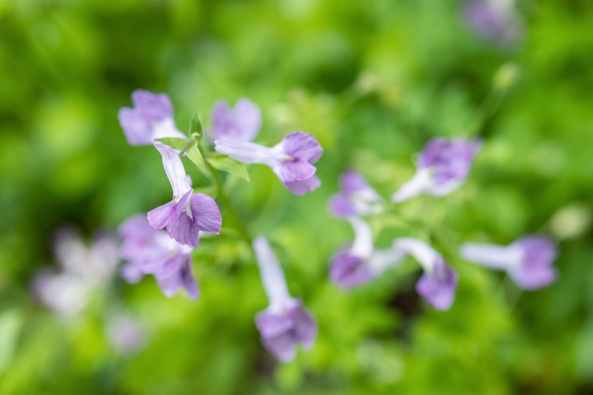 Corydalis Yanhusuo Rhizome Extract